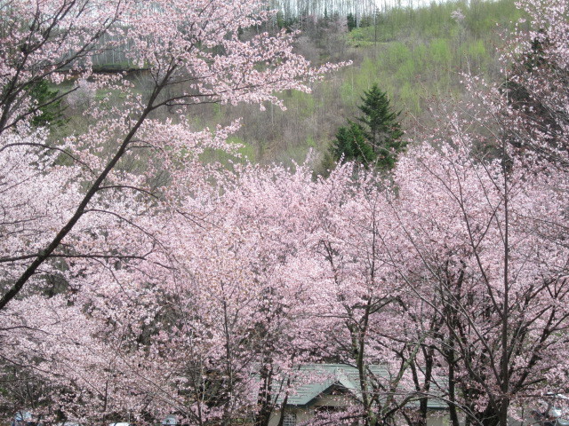 上常呂金比羅山の桜 北見で見つけたいいモノ いいトコ いい話