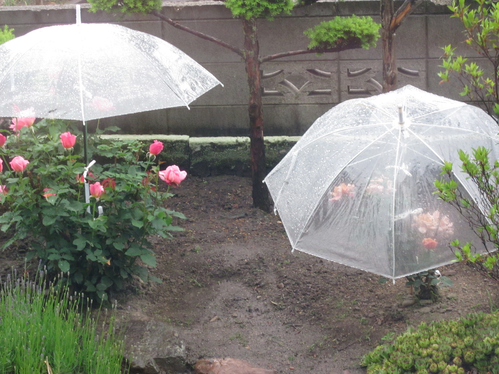 雨 北見で見つけたいいモノ いいトコ いい話