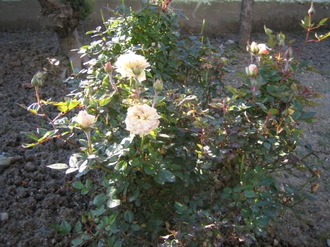 IMG_0130.JPG