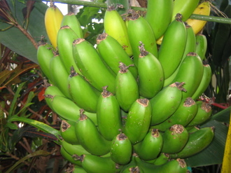 IMG_NANNGO.JPG