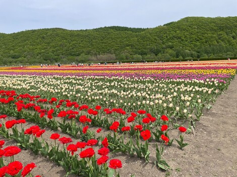 S__16023586.jpg